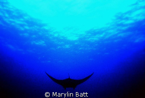Manta silhouette by Marylin Batt 